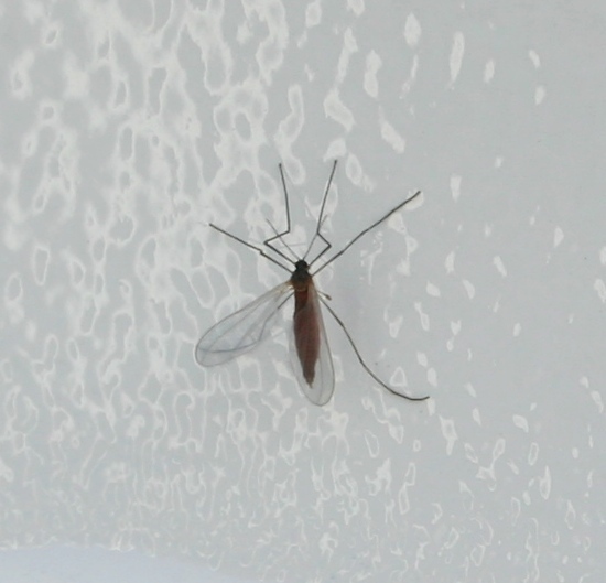 Da identificare